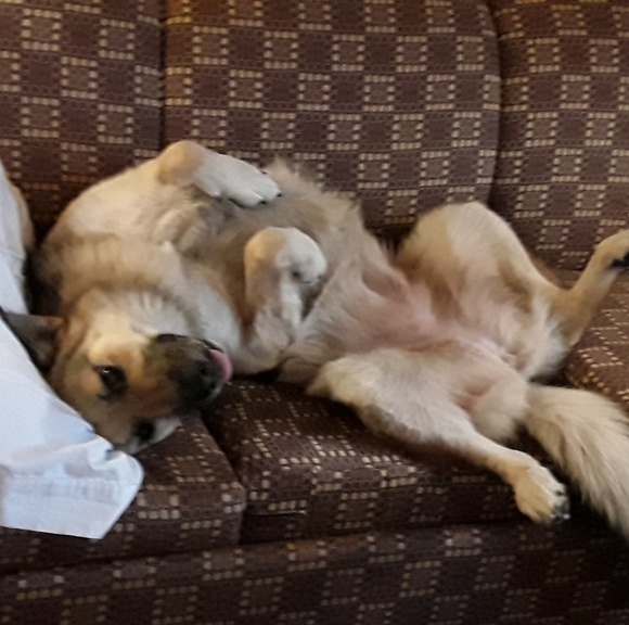 Meet your Posher, Sam & quinn - Picture 1 of 1